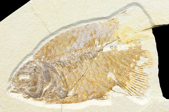 Bargain, Phareodus Fish Fossil - Uncommon Fish #131208
